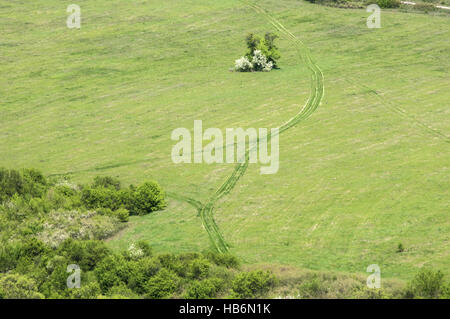 Green grass meadow view Stockfoto
