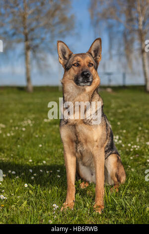 Deutscher Schäferhund auf einer Frühlingswiese Stockfoto