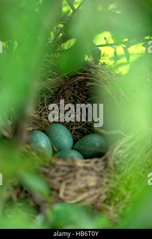 Schwarze Vögel Nest mit Eiern Stockfoto