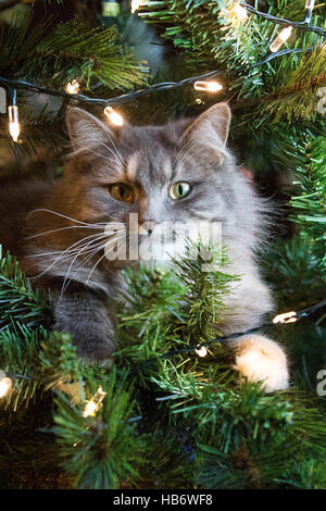 Süße Katze in Weihnachtsbaum Stockfoto