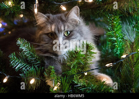 Süße Katze in Weihnachtsbaum Stockfoto