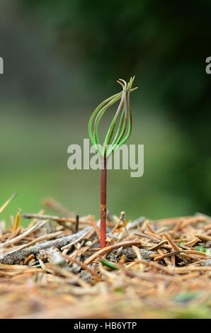 Tanne, Weißtanne, Sämling, Nadelbaum, Stockfoto