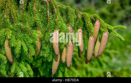 Weihnachtsbaum - Fichte (Picea Abies) Stockfoto