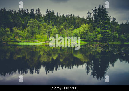 Trees reflecting in the lake Stockfoto