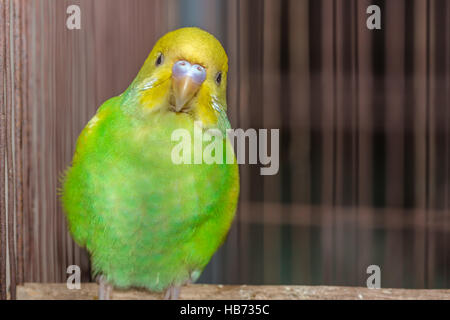 Gelb grün Wellensittich im Käfig Stockfoto