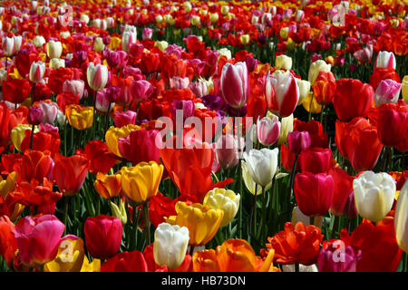 Tulpen Stockfoto