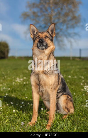 Deutscher Schäferhund auf einer Frühlingswiese Stockfoto