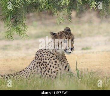 Gepard (Acinonyx Jubatus) ruhen Stockfoto