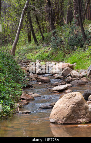 Webber Bach fließt durch ein Ponderosa Pine Tree Forest aus die Mogollon Rim. Tonto National Forest, Arizona Stockfoto