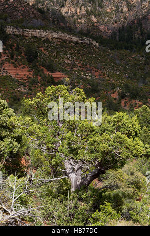 Alligator-Wacholder auf die Mogollon Rim unter Sandstein Felsvorsprüngen wachsen. Coconino National Forest, Arizona Stockfoto