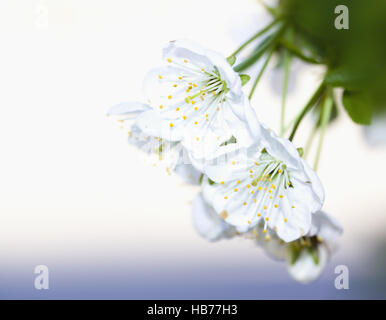 Sauerkirsche Prunus Cerasus L. Stockfoto