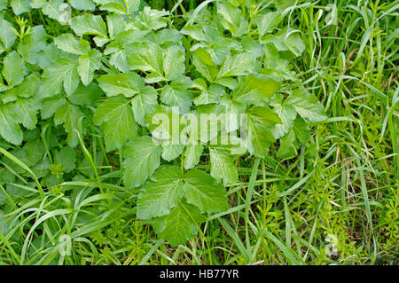 Dies ist Aegopodium Podagraria, den Boden elder oder Goutweed, aus der Familie Apiaceae Stockfoto