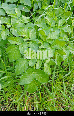 Dieses Unkraut ist bekannt aus fast jeder Gärtner: Aegopodium Podagraria, den Boden elder oder Goutweed, aus der Familie Apiaceae Stockfoto