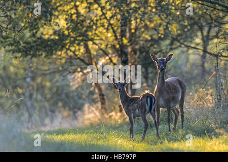 Deer Doe, brach und Kitz im Spätsommer Stockfoto