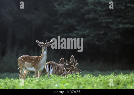 Damwild Böcke mit Samt bezogene Geweih Stockfoto