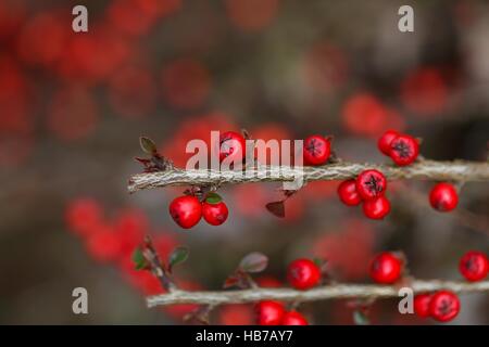 Rote Beeren auf einem Zwergmispel Busch Stockfoto