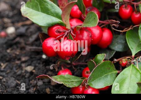 Teaberry Callunen procumbens Stockfoto