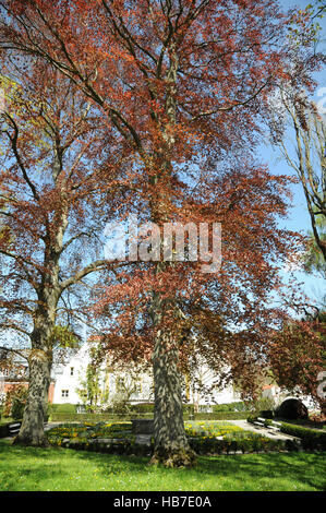 Fagus Sylvatica Atropunicea, lila Buche Stockfoto