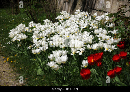 Tulipa weiß bleiben, Lily blühende Tulpe Stockfoto