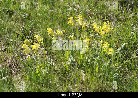 Primula Veris, Schlüsselblume Stockfoto