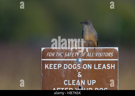 Say'sche Phoebe, (Sayornis Saya), thront auf einem Schild am Los Poblanos Felder Open Space, Albuquerque, New Mexico, USA. Stockfoto