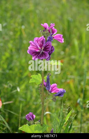 Wilde Malve Malve (Malve Silvestris) auf der Wiese mit frischem und verwelkte Blüten Stockfoto