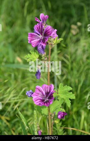 Wilde Malve Malve (Malve Silvestris) auf der Wiese mit frischem und verwelkte Blüten Stockfoto