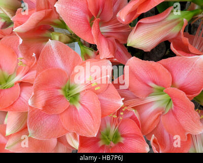 Eine Reihe von Coral Pink blühende Amaryllis geschlossen Stockfoto