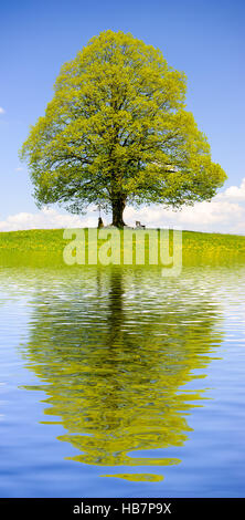 große alte Linde, die Spiegelung im See Stockfoto