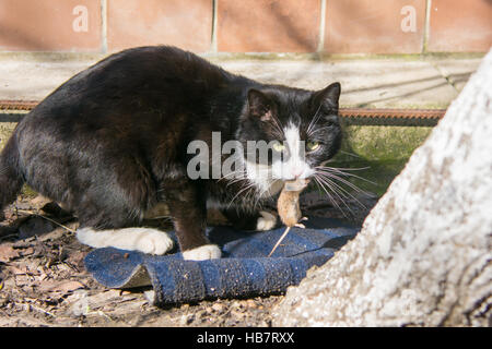 Straßenkatze fing die Maus auf dem Hof Stockfoto