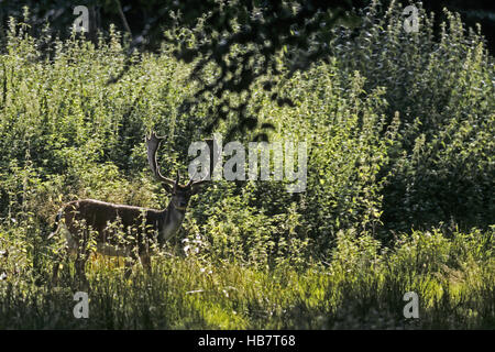 Damwild Buck mit Samt bezogene Geweih Stockfoto