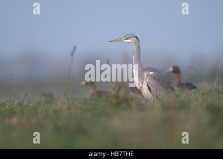 Graue Reiher (Ardea Cinerea) zusammen mit arctic White – Blässgänse Gänse auf / in einer Feuchtwiese im Niederrhein, Deutschland. Stockfoto