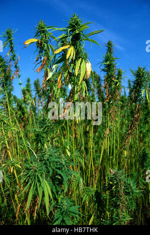 Hanf, Cannabis sativa Stockfoto