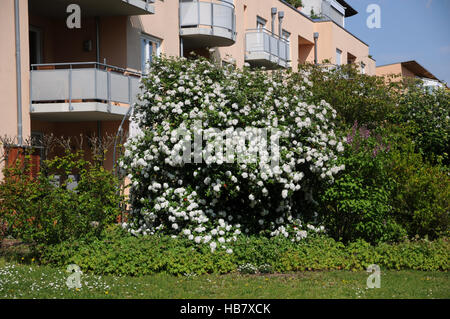 Viburnum X burkwoodii, Burkwoods Schneeball Stockfoto