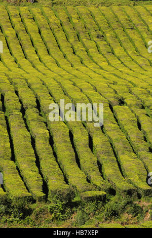 Tee-Plantage auf der Insel Sao Miguel, Azoren Stockfoto