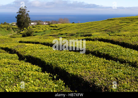 Tee-Plantage auf der Insel Sao Miguel, Azoren Stockfoto