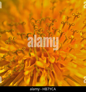 Löwenzahn Makro (Taraxacum Officinale) Stockfoto