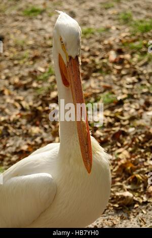 Zucht von amerikanischen weißen Pelikan im Park ausruhen. Stockfoto