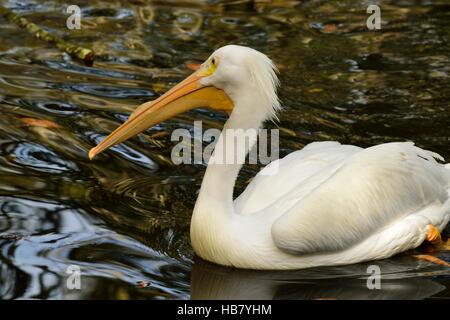 Profil von eine Zucht amerikanischer weißer Pelikan in einem Teich schwimmen. Stockfoto