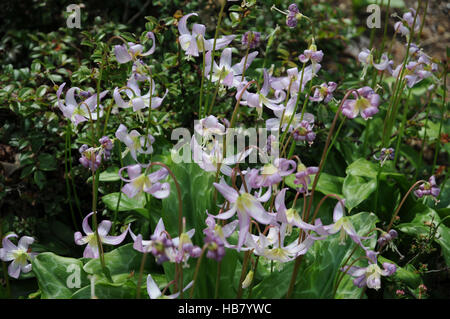 Erythronium Revolutum, Red Fawn lily Stockfoto