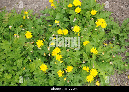 Aposeris Foetida, duftende Schwein Salat Stockfoto