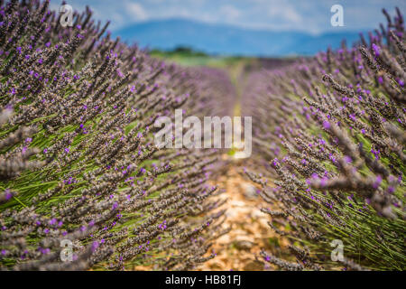 Lavendelfelder in der Nähe von Valensole in Provence, Frankreich. Reihen von lila Blüten. Berühmte und beliebte Reiseziel und Ort für Touristen machen Urlaub in Stockfoto