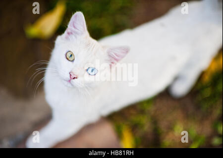 Weiße Katze mit anderen farbigen Augen Stockfoto