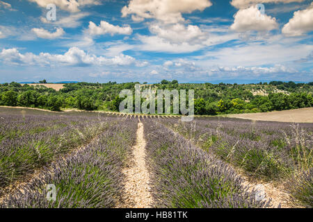 Blume, Lavendel duftenden Felder in endlosen Reihen. Plateau von Valensole, Provence, Frankreich. Stockfoto