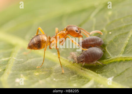 Eine verrückte Ameise (Nylanderia Flavipes) neigt Blattläuse (Aphis SP.) für ihre Honigtau. Stockfoto