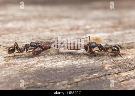 Zwei Arbeiter der Wirbelsäule-taillierte Ant (Aphaenogaster Picea) tragen erbeutete Nahrung, ein Regenwurm, zurück zu ihrem Nest. Stockfoto