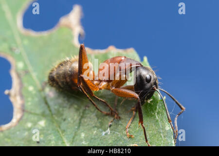 Ein toter eisenhaltige Rossameise (Camponotus Chromaiodes) ruht auf einem Blatt. Stockfoto
