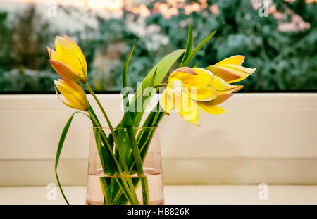 Bouquet von gelben Tulpen auf der Fensterbank. Stockfoto