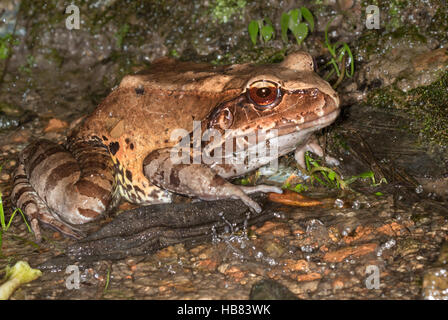 Rauchiger Dschungelfrosch ( Leptodactylus pentadactylus) unter Regen auf dem Regenwaldboden Stockfoto