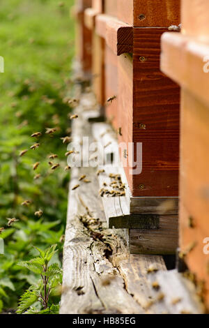 Bienenstöcke mit Bienen Stockfoto